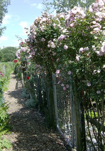 side path with roses