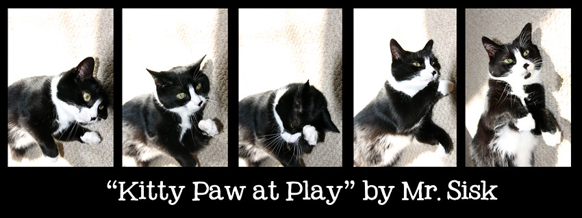 Kitty Paw at Play