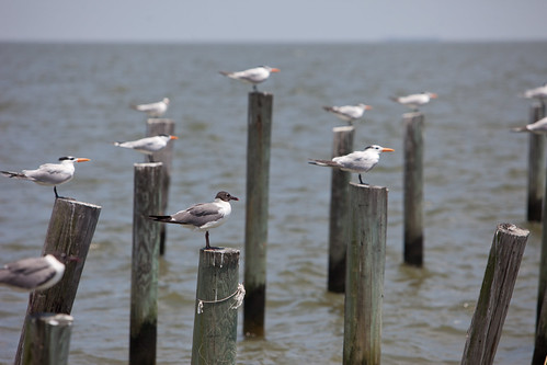 Seagulls gather for rest on dock posts in Dauphin Bay, Alabama - TEDx Oil Spill