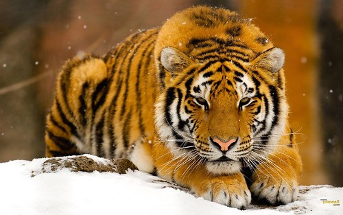 animal wallpaper tiger. Tiger Wallpapers and