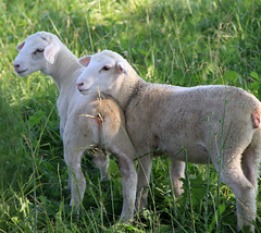 Dorper-x lambs