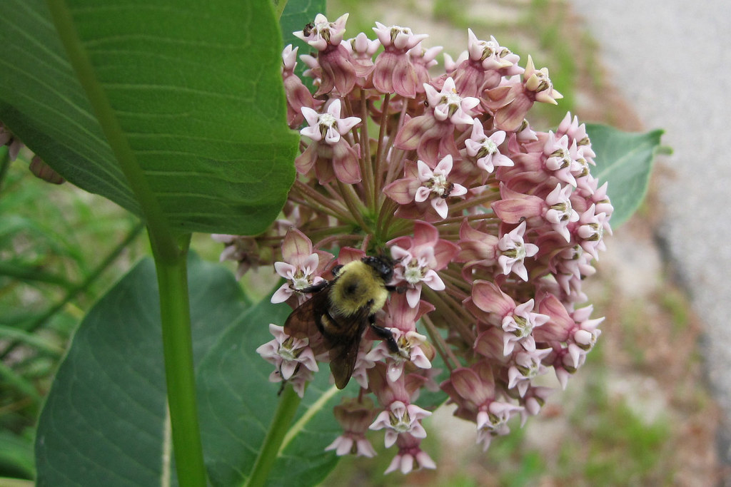 Bee on Milkweed