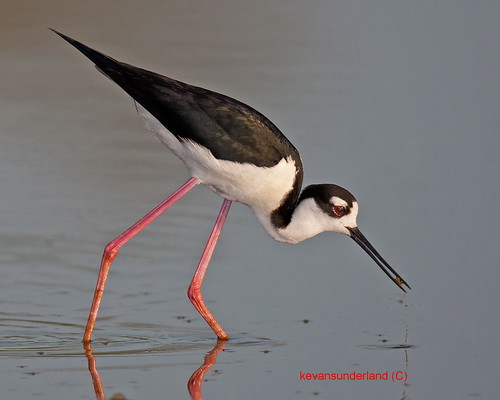Black Necked Stilt Feeding Eco Pond Flamingo Everglades National Park