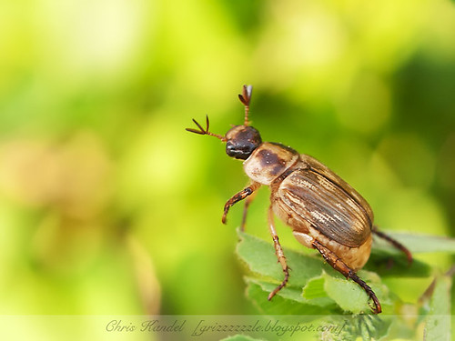 Beetle Pose 4