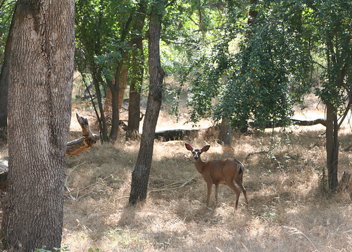 Doe in the Shade