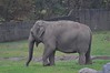 Safari: Elefante