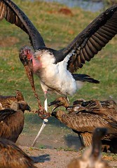 Marabou Stork & Vultures, Chobe National Park, Botswana.