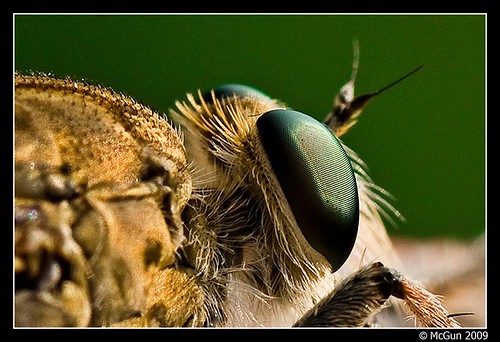 Eye of the Robberfly (by McGun)