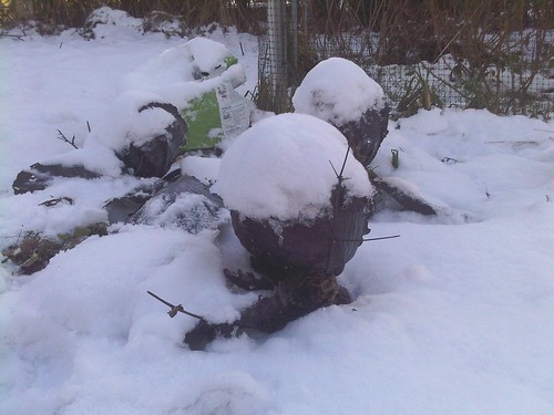cabbages in snow Dec 09
