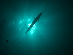 HUGE Barracuda just hovering mid-water at Tulamben