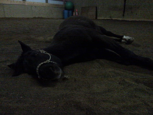 He rolled and then wouldn't get up til I threatened to leave him in the  arena alone.