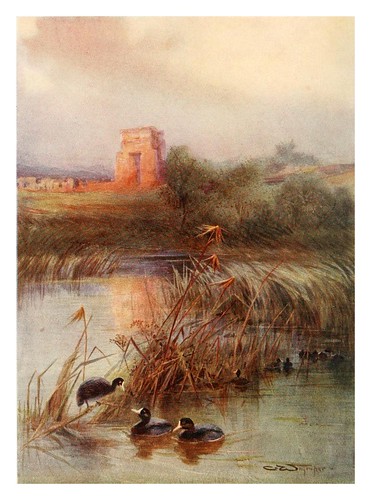 015-fochas en el lago sagrado de Karnak-Egyptian birds for the most part seen in the Nile Valley (1909)- Charles Whymper