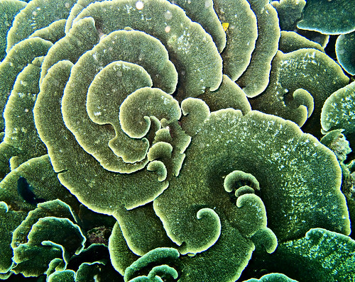 Flores Underwater 06
