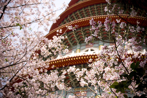 天元宮Sakura
