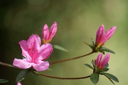 Azalea blooming