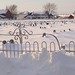 Amish Cemetery in snow