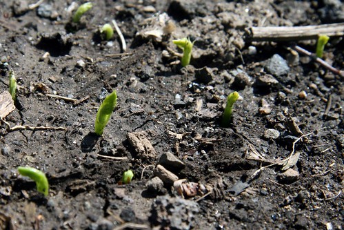 pea sprouts 062