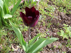 Fancy Tulip