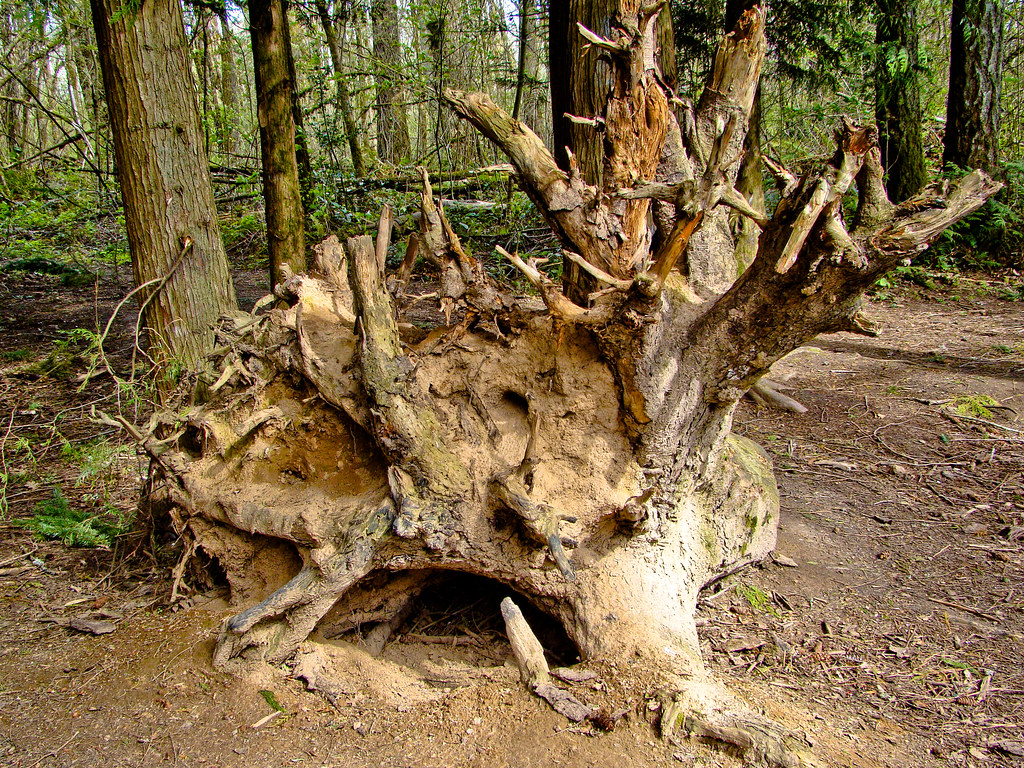 Old Tree Stump
