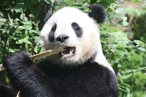 Panda - National Zoo