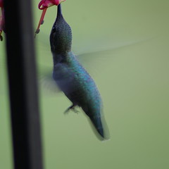 Hummingbird Feeds