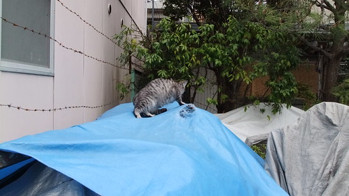 Today's Cat@2010-04-22
