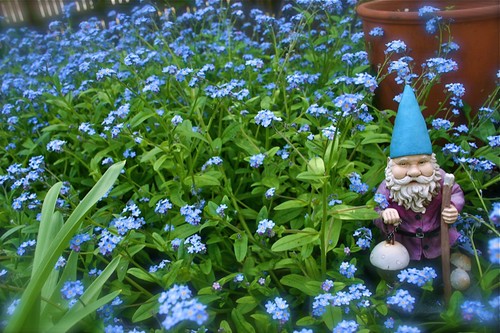 Gnome in a sea of forget-me-nots