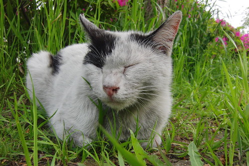 Today's Cat@2010-05-05