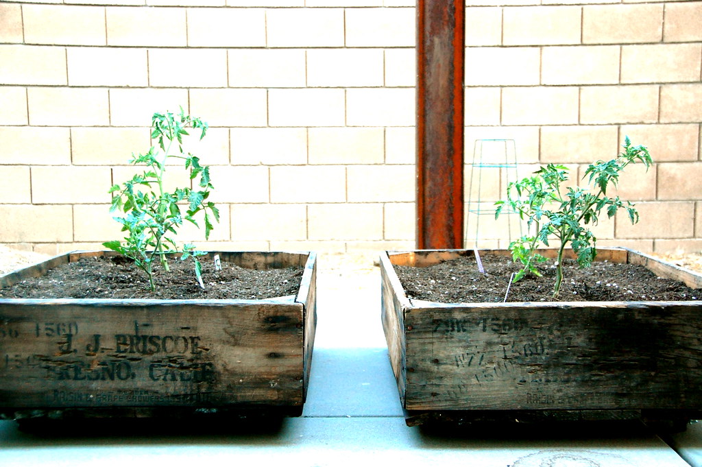 vintage crates and tomato plants