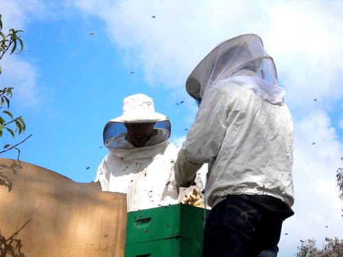 Honeybees at Hayes Valley Farm - 5/27/10 by edibleoffice, on Flickr