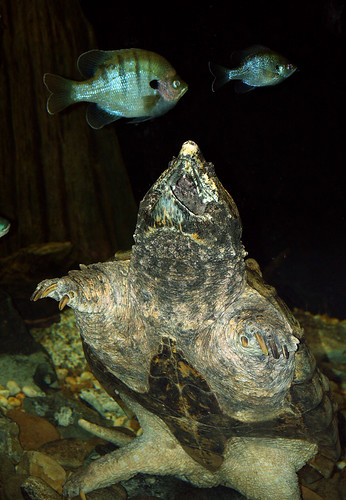 snapping turtle tongue. Huge Alligator Snapping Turtle