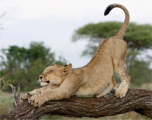Big Cat In Tree. Young quot;ig catquot; stretching in