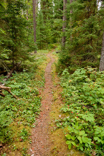 Clearwater Trail, White Lake Provincial Park, Ontario, 2010