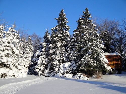 Snowy pines