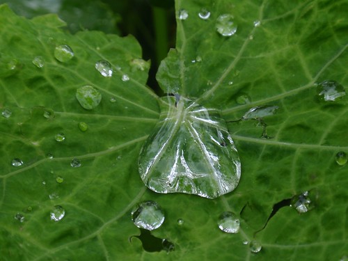 Leaf Droplets 01