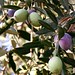 olea-europea_olijfboom