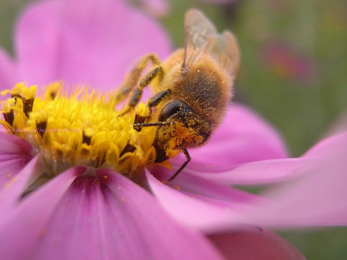 katharine娃娃 拍攝的 21忙採蜜的蜜蜂。