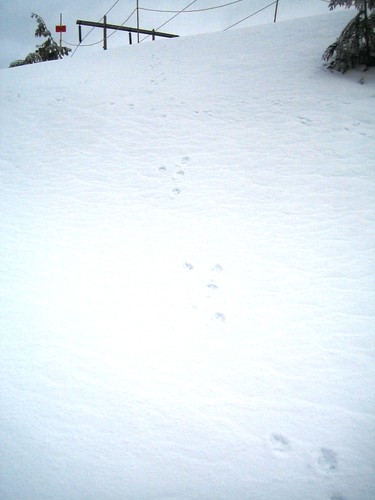 Bobcat+paw+print+in+snow
