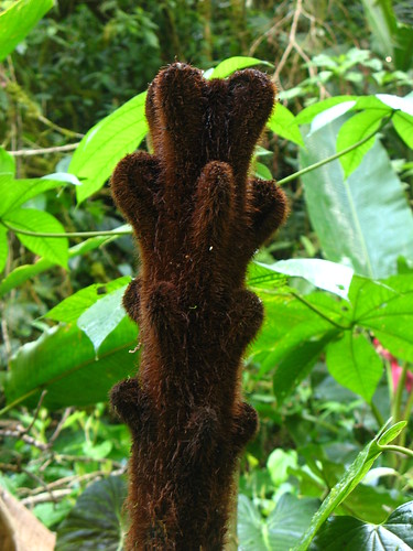 tree fern stem (not a bear paw)