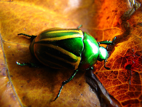 Besouro verde e amarelo metálico - Beatle - (ordem: Coleóptera)