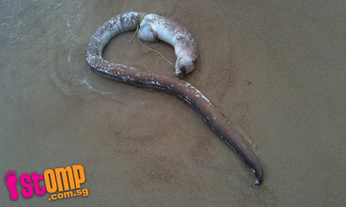  Strange creature found dead on East Coast Beach