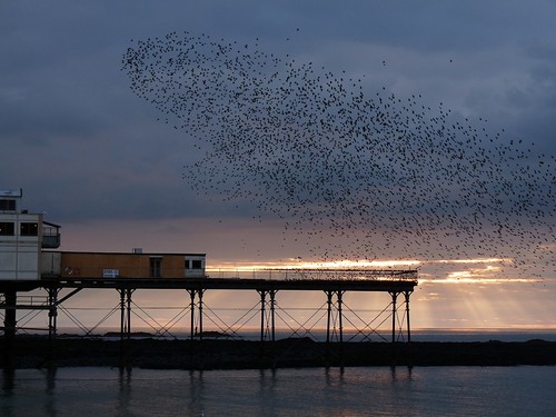 12070 - Starlings over Aberystwyth Pier