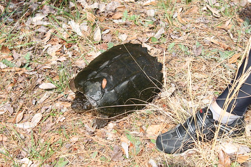 snapping turtle at chincoteague nwr