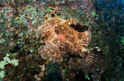 Comerson's Frogfish