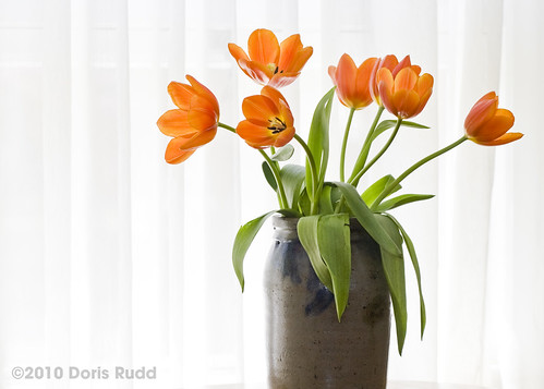 Tulips by WIndow