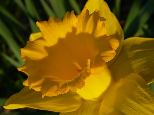 definitely daffodil