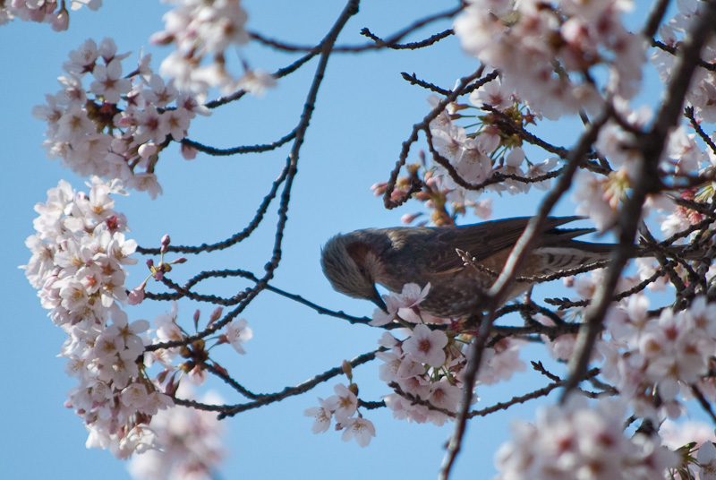 bird in sakura_8147