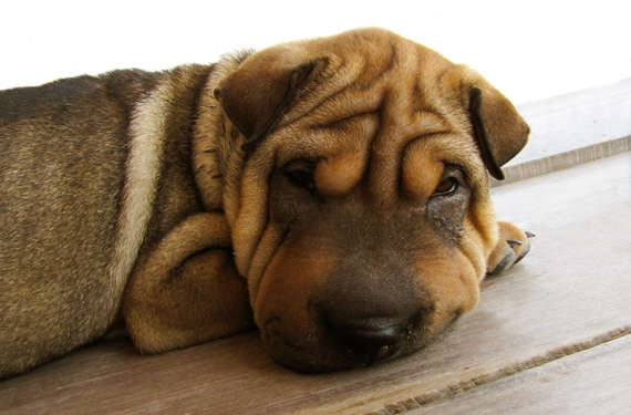 puppy wrinkles 2