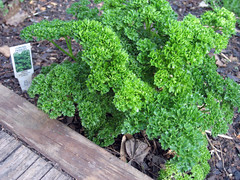 parsley survived winter?