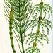 branched wood horsetail, blunt tpped horsetail
